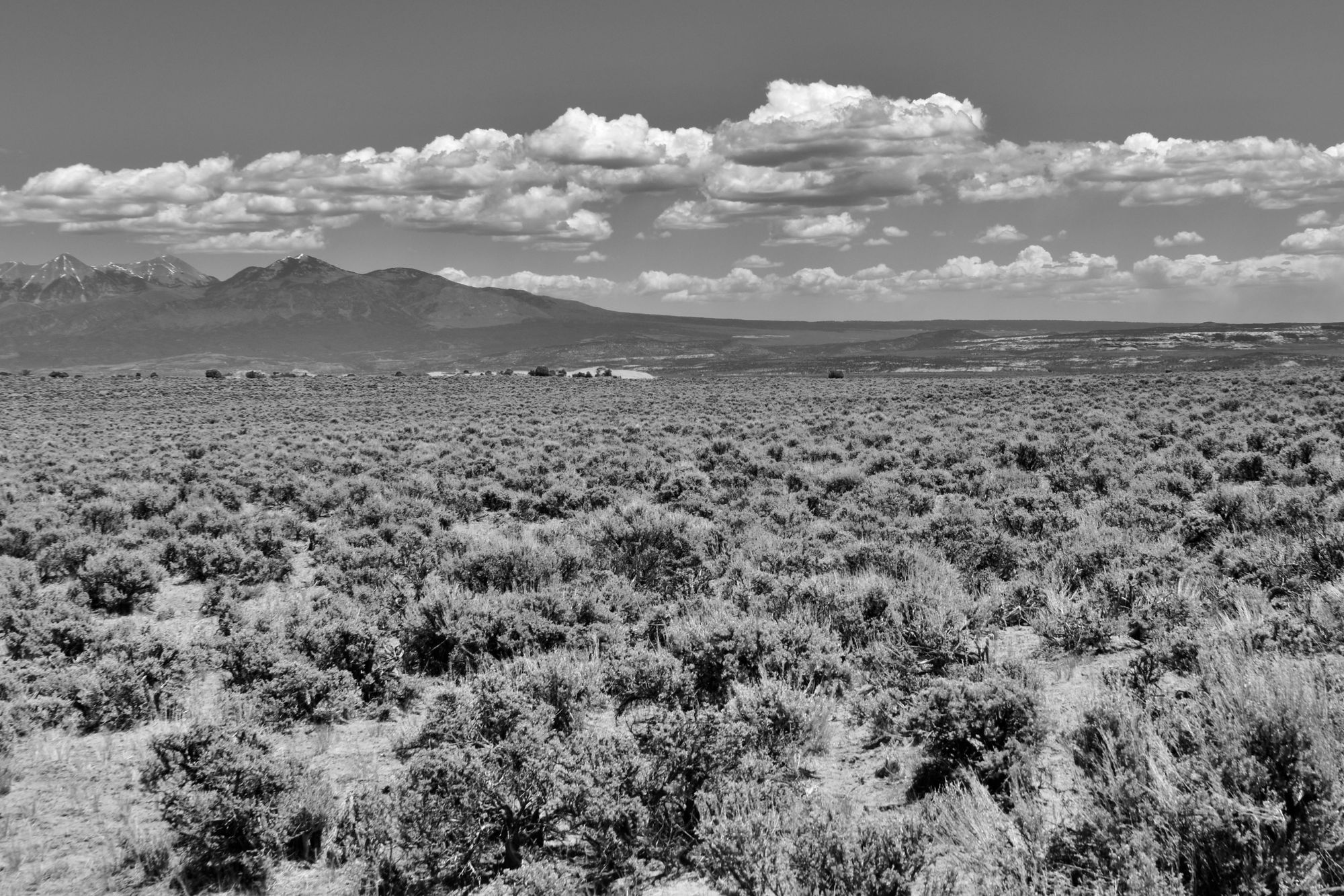 Consider the sagebrush